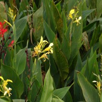 Canna indica L.
